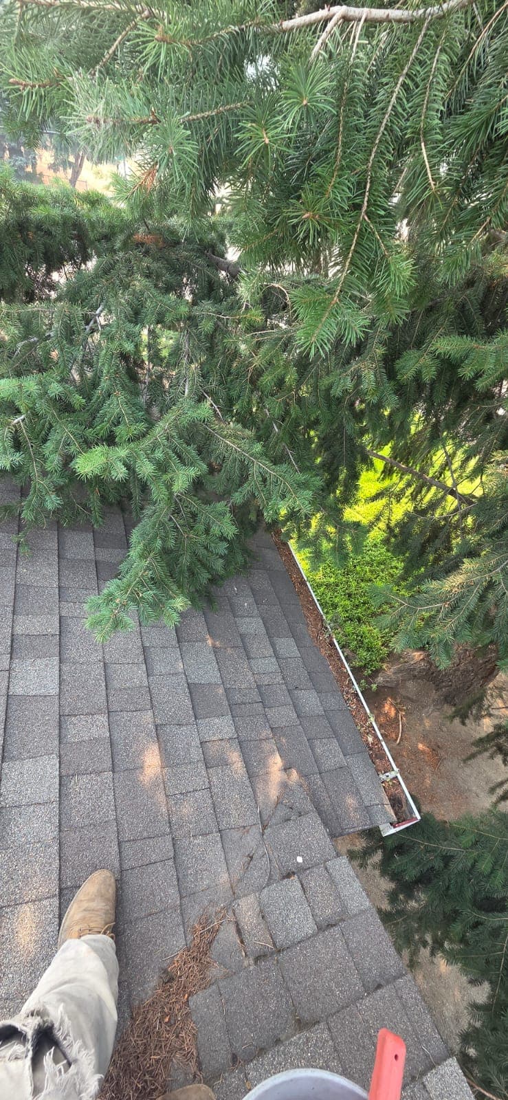 Roof Cleaning
